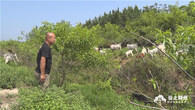 生态养殖黑猪山羊 铺就绿色经济致富路