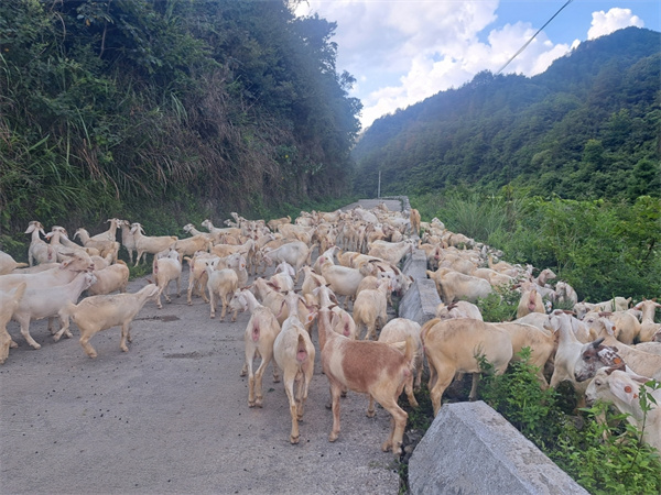 致富山羊养殖基地在哪_山羊养殖致富_致富经山羊养殖技术视频