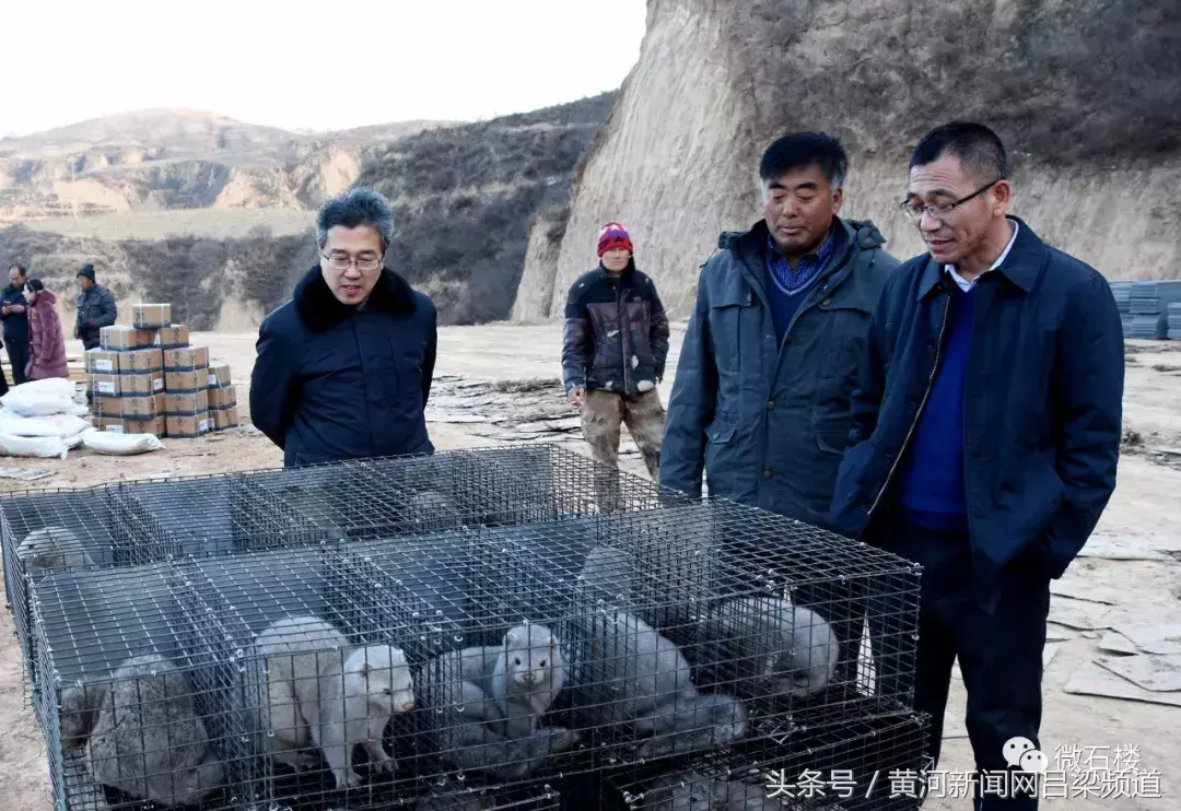 首批丹麦种貂在石楼县安家落户