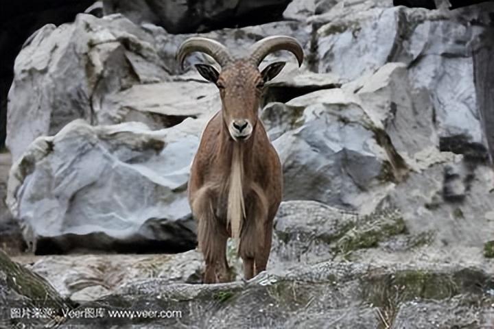 无角陶赛特羊养殖技术_有角陶塞特羊_无角陶赛特种羊价格