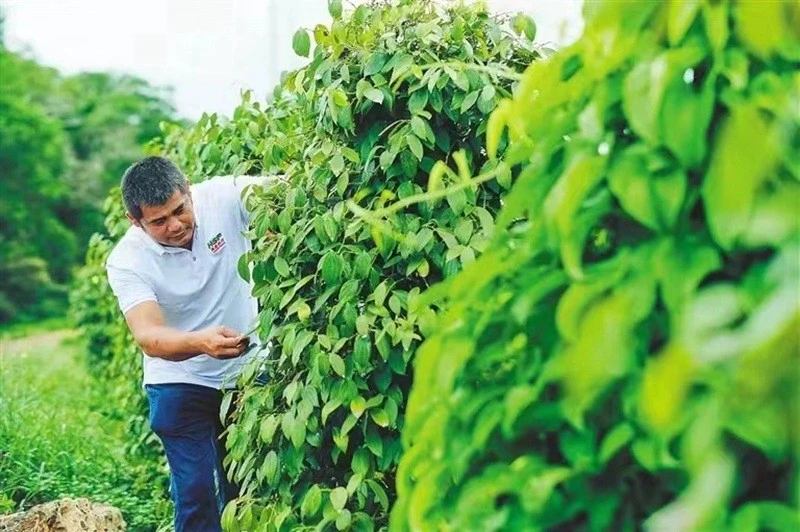 大蒜养殖基地_海南大蒜种植致富_种植大蒜案例