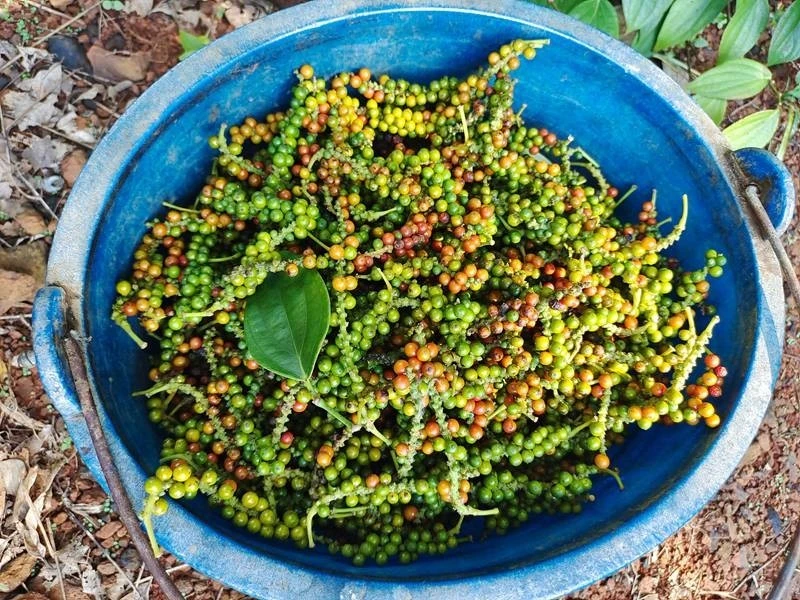 大蒜养殖基地_海南大蒜种植致富_种植大蒜案例