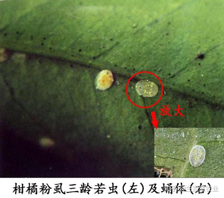 金秋沙糖柑橘种植技术_柑橘种植技术_柑橘种植技术与管理书籍