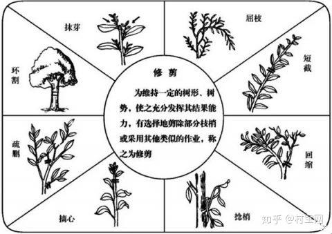 柑橘种植技术_柑橘种植技术视频_柑橘种植技术与管理书籍