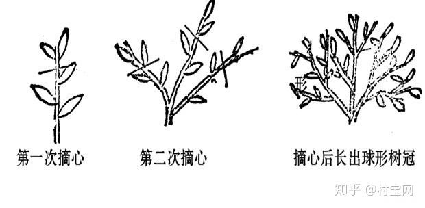 柑橘种植技术与管理书籍_柑橘种植技术视频_柑橘种植技术