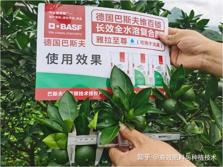 柑橘种植技术_柑橘种植技术视频_柑橘种植技术与管理