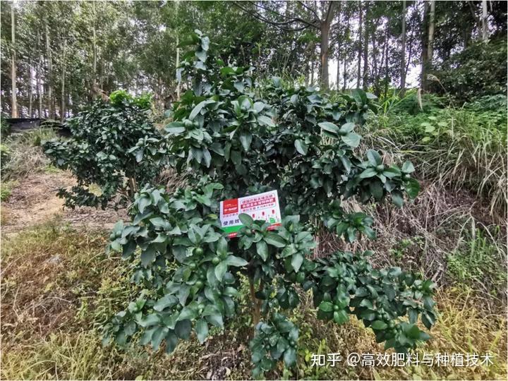 柑橘种植技术与管理_柑橘种植技术_柑橘种植技术视频