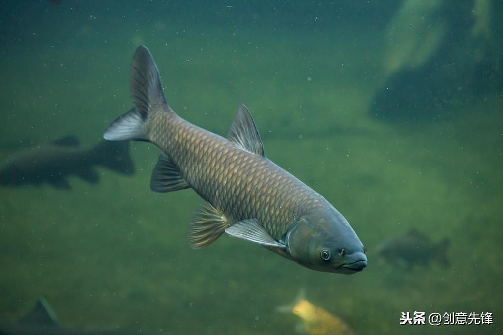 三农篇：池塘养草鱼管理技术方法