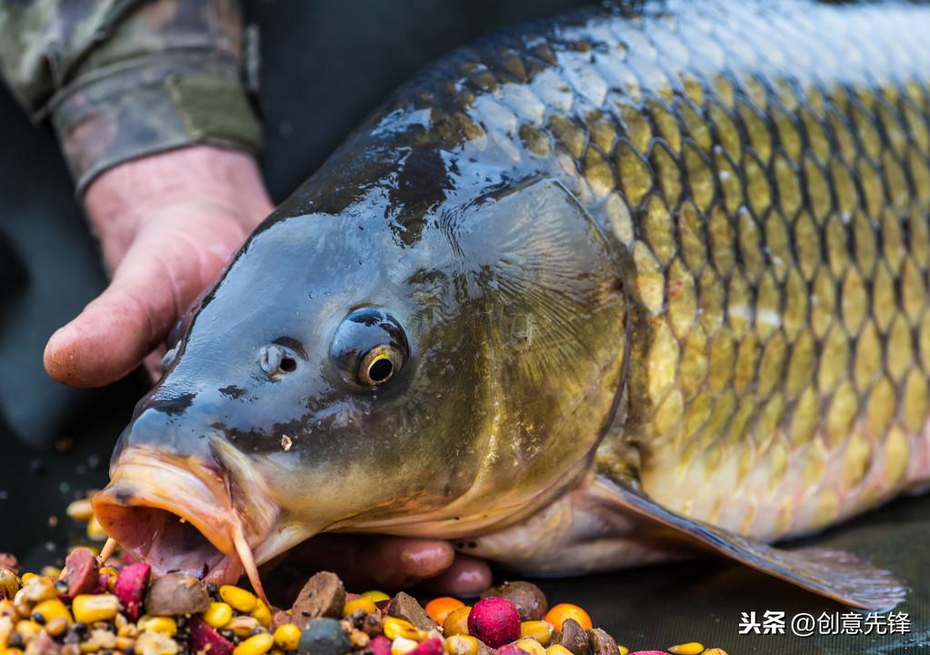 水产养殖草鱼消毒技术_养殖水体消毒_消毒养殖水产草鱼技术要求