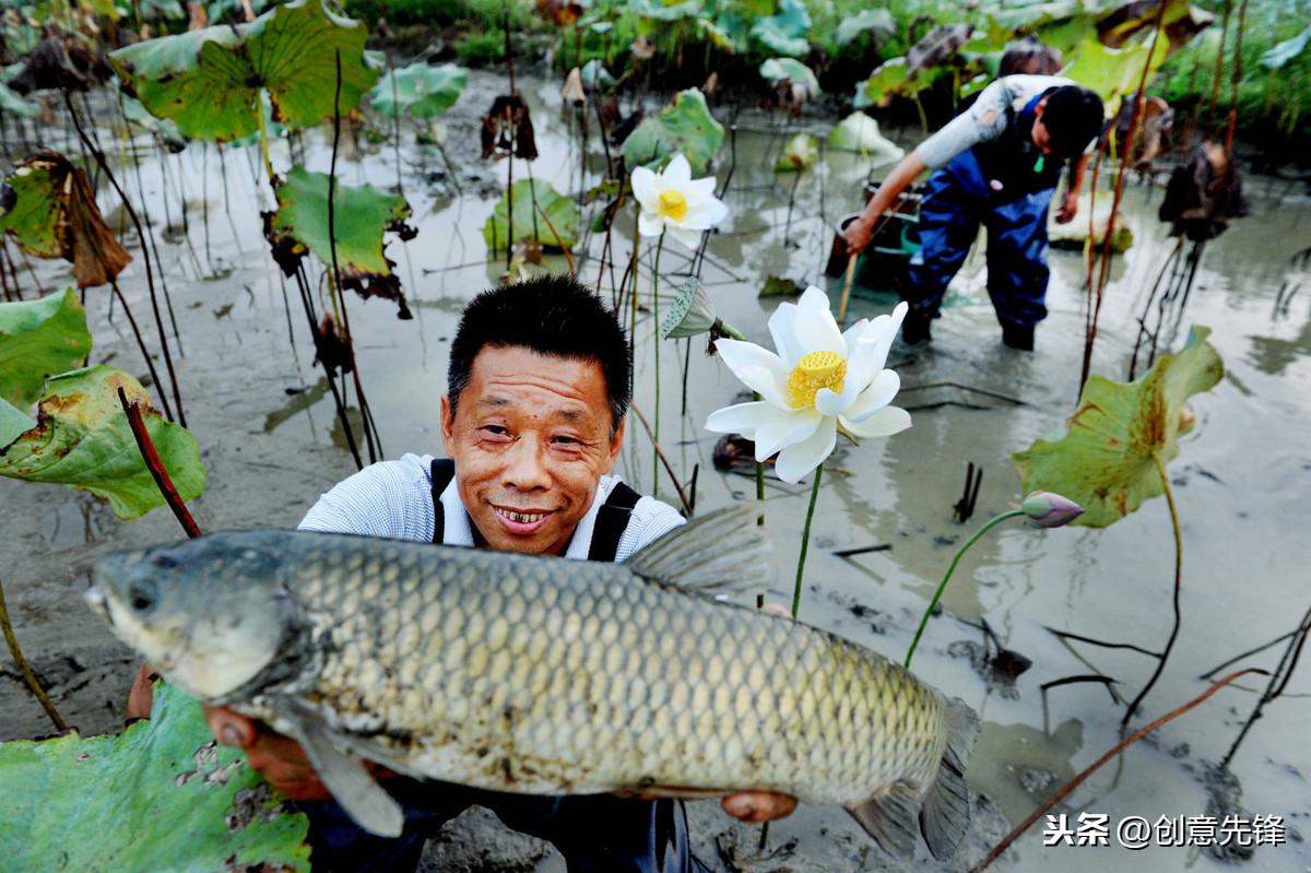 消毒养殖水产草鱼技术要求_养殖水体消毒_水产养殖草鱼消毒技术