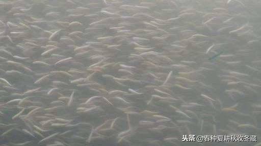 水产养殖草鱼消毒技术_养草鱼消毒用什么药_养殖水体消毒