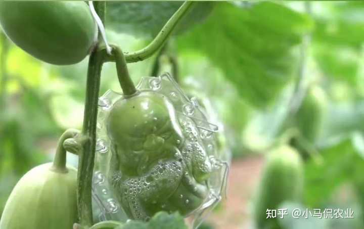 阳台种植香瓜的方法_南方阳台香瓜种植技术_阳台南方种植香瓜技术与管理