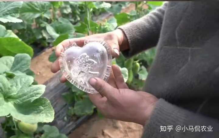 阳台南方种植香瓜技术与管理_阳台种植香瓜的方法_南方阳台香瓜种植技术