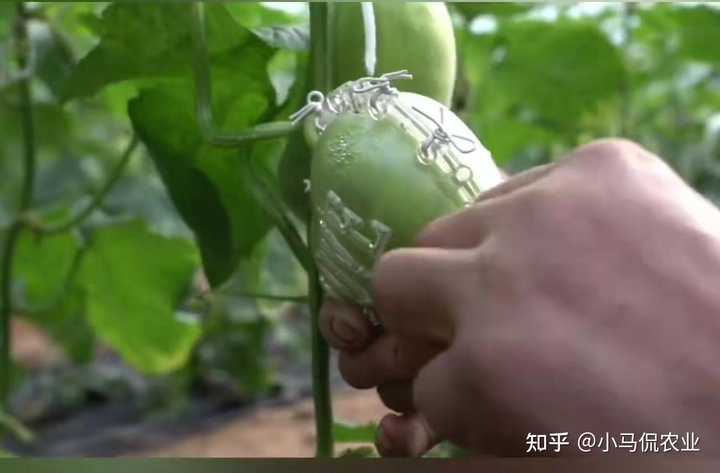 阳台种植香瓜的方法_阳台南方种植香瓜技术与管理_南方阳台香瓜种植技术