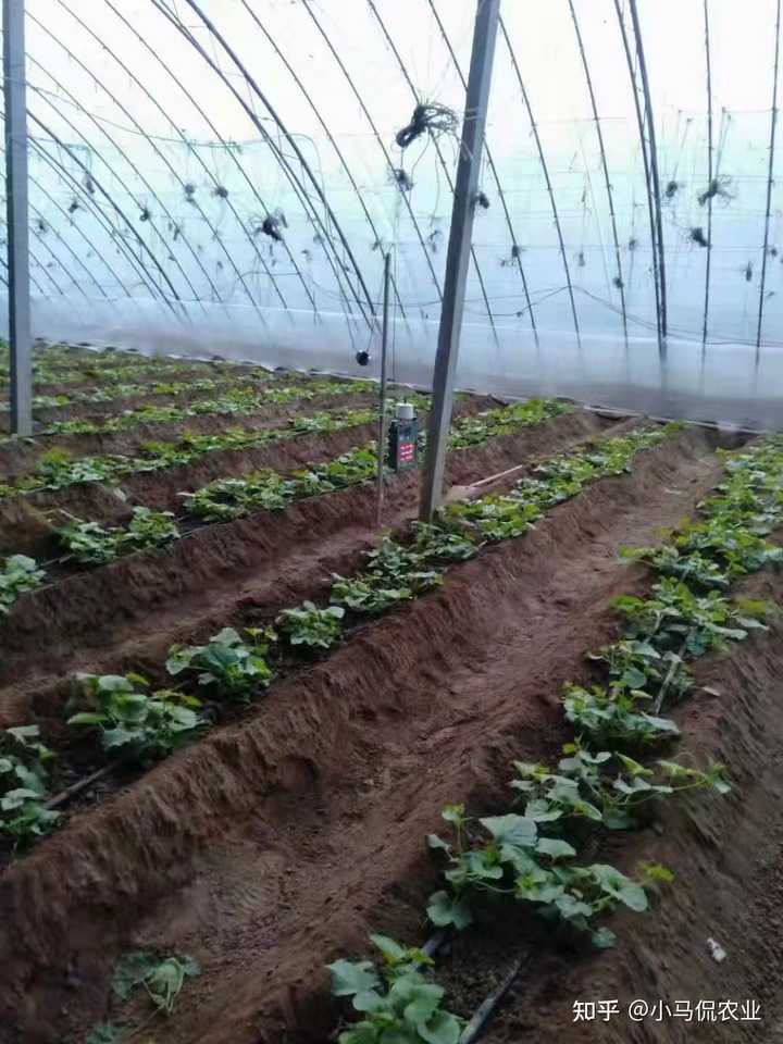 阳台种植香瓜的方法_阳台南方种植香瓜技术与管理_南方阳台香瓜种植技术