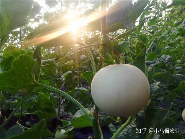 阳台南方种植香瓜技术与管理_南方阳台香瓜种植技术_阳台种植香瓜的方法