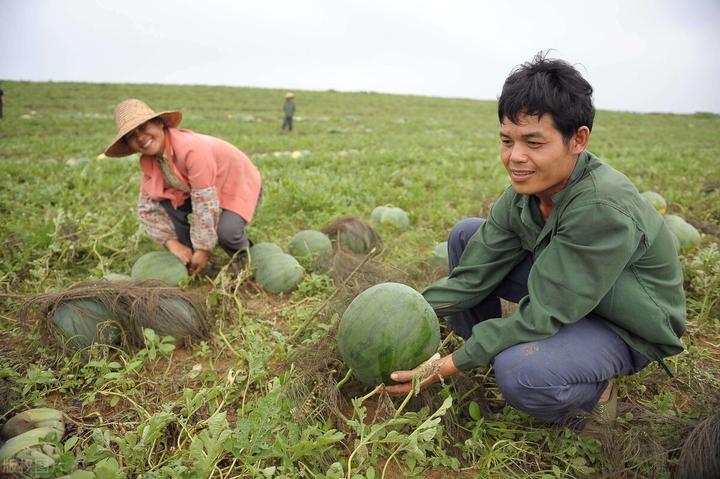 野生西瓜长什么样_野生西瓜的种植技术_野生西瓜种植技术与管理