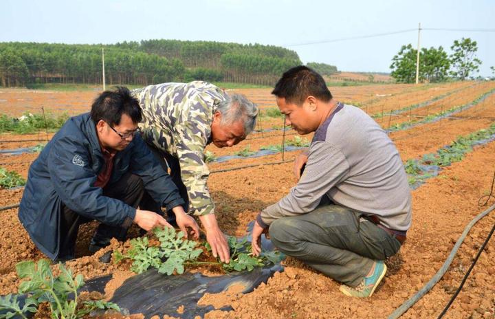 野生西瓜的种植技术_野生西瓜种植技术与管理_野生西瓜长什么样