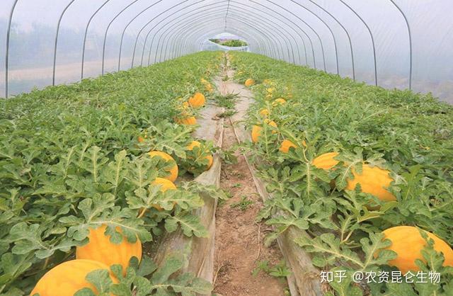 野生西瓜种植技术要点_野生西瓜怎么繁殖_野生西瓜的种植技术