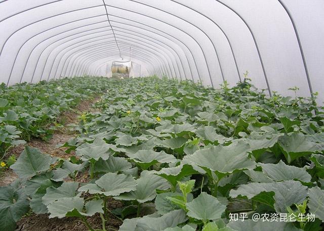 野生西瓜种植技术要点_野生西瓜的种植技术_野生西瓜怎么繁殖