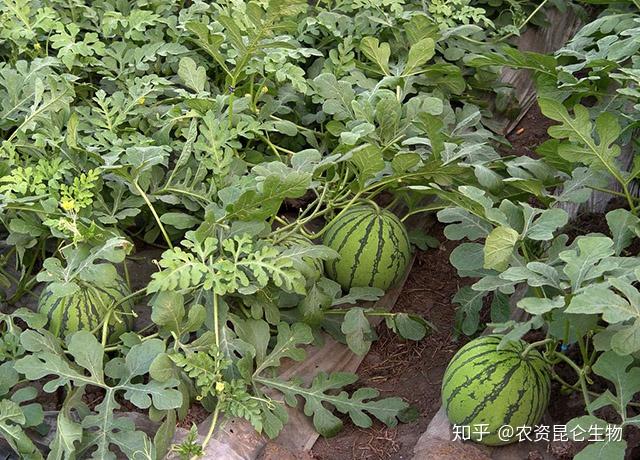 野生西瓜的种植技术_野生西瓜种植技术要点_野生西瓜怎么繁殖