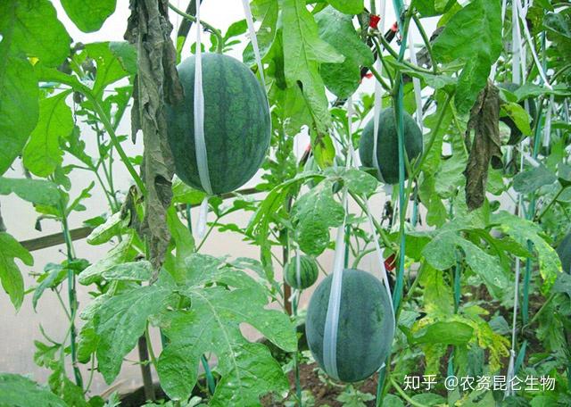 野生西瓜的种植技术_野生西瓜种植技术要点_野生西瓜怎么繁殖