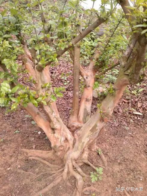 视频野生木耳种植技术教程_野生木耳种植技术视频_野生木耳怎么养殖