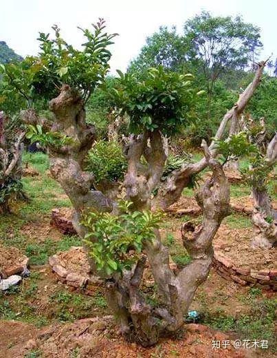 野生木耳种植技术视频_视频野生木耳种植技术教程_野生木耳怎么养殖