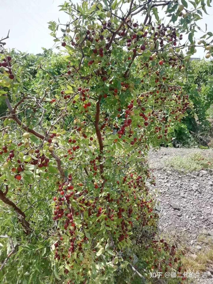 野生木耳怎么养殖_野生木耳生长视频_野生木耳种植技术视频