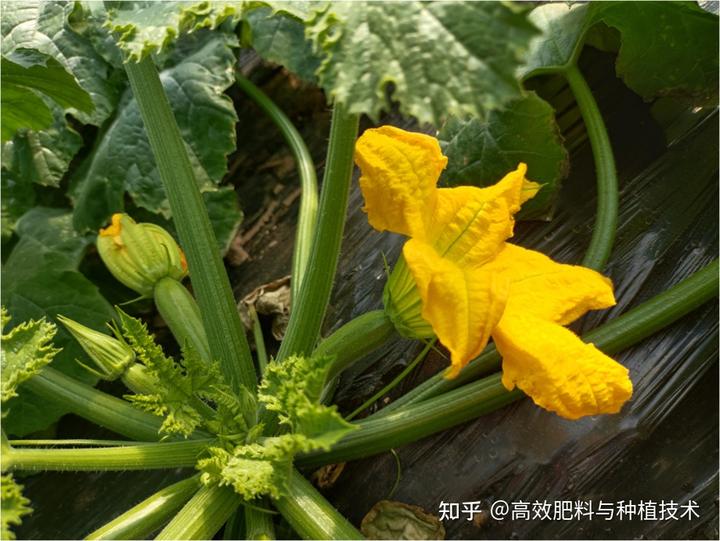 野生西瓜的种植技术_野生西瓜种植技术要点_野生西瓜长什么样