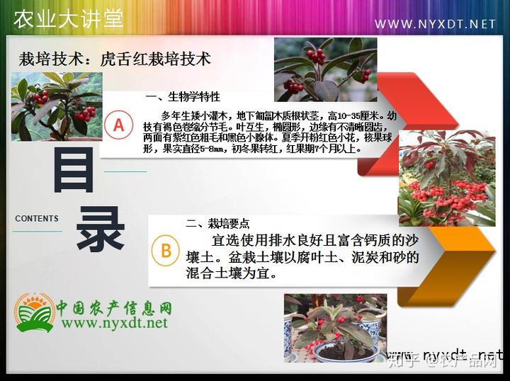 栽培技术：虎舌红栽培技术