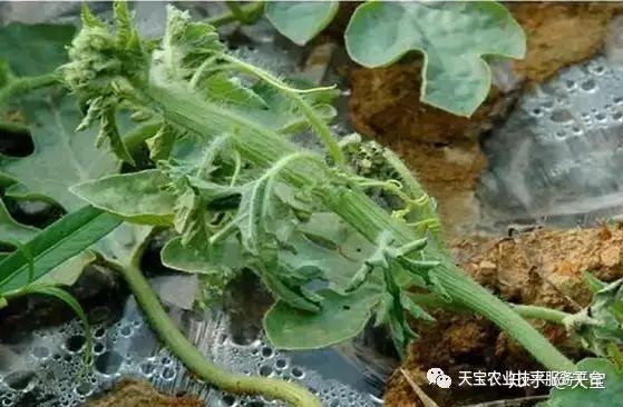 野生西瓜的种植技术_野生西瓜长什么样_野生西瓜种植技术视频