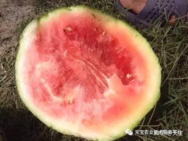 野生西瓜的种植技术_野生西瓜种植技术视频_野生西瓜长什么样