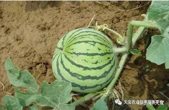 野生西瓜种植技术视频_野生西瓜的种植技术_野生西瓜长什么样