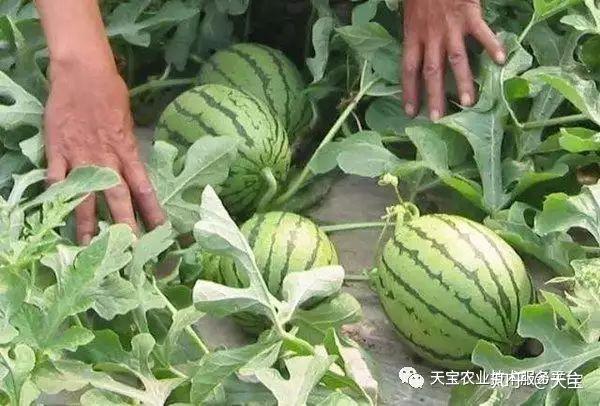 野生西瓜长什么样_野生西瓜的种植技术_野生西瓜种植技术视频