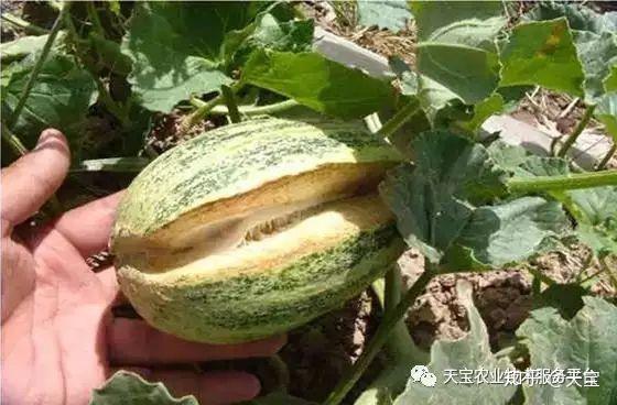 野生西瓜的种植技术_野生西瓜长什么样_野生西瓜种植技术视频