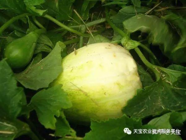 野生西瓜的种植技术_野生西瓜长什么样_野生西瓜种植技术视频