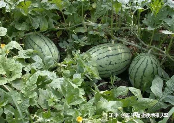 野生西瓜种植技术与管理_野生西瓜的种植技术_野生西瓜种植技术视频