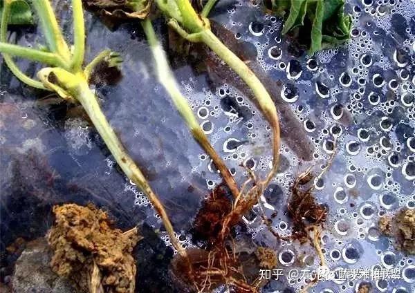 野生西瓜的种植技术_野生西瓜种植技术视频_野生西瓜种植技术与管理