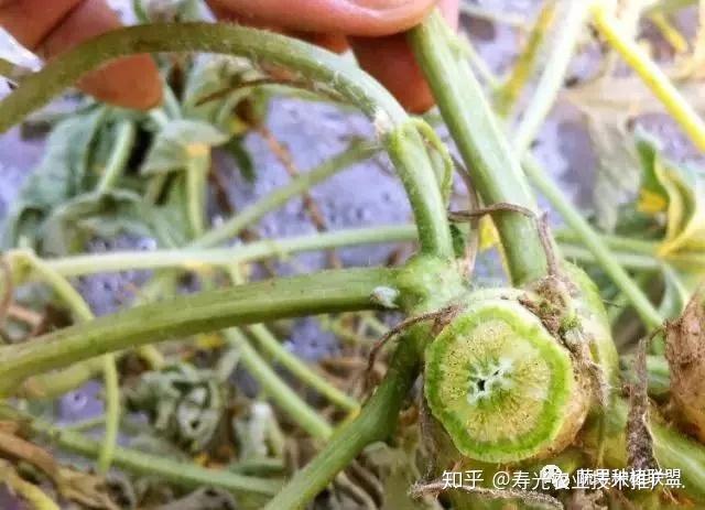 野生西瓜的种植技术_野生西瓜种植技术与管理_野生西瓜种植技术视频