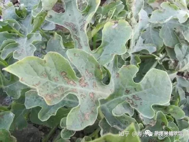 野生西瓜种植技术与管理_野生西瓜的种植技术_野生西瓜种植技术视频