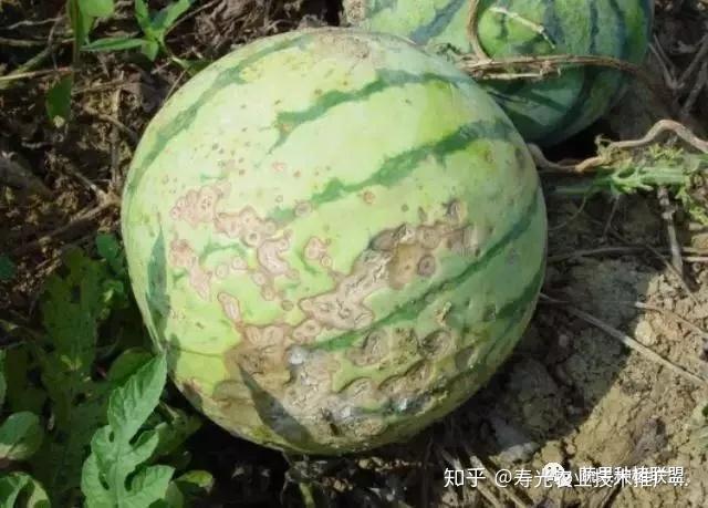 野生西瓜种植技术与管理_野生西瓜种植技术视频_野生西瓜的种植技术