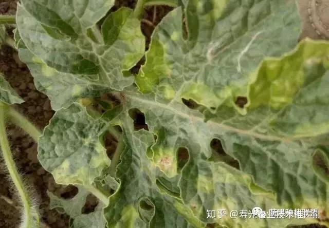 野生西瓜种植技术视频_野生西瓜种植技术与管理_野生西瓜的种植技术