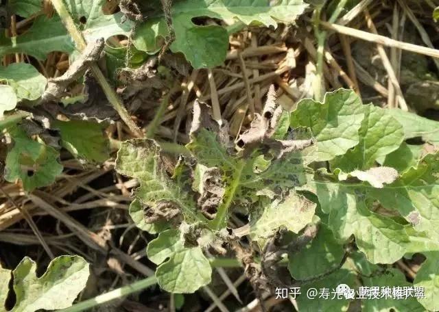 野生西瓜种植技术视频_野生西瓜种植技术与管理_野生西瓜的种植技术