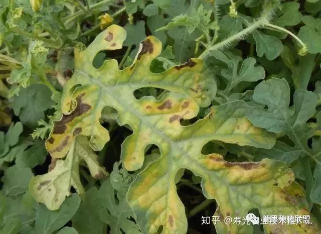 野生西瓜的种植技术_野生西瓜种植技术视频_野生西瓜种植技术与管理