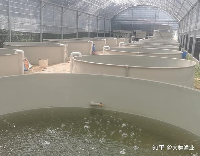 鳜鱼工厂化淡水水产养殖技术_鳜鱼训化视频教程_鳜鱼工厂化养殖技术