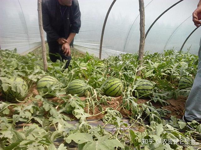 野生西瓜长什么样_野生西瓜的种植技术_野生西瓜怎么繁殖