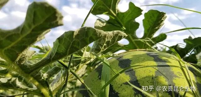 野生西瓜的种植技术_野生西瓜怎么繁殖_野生西瓜长什么样