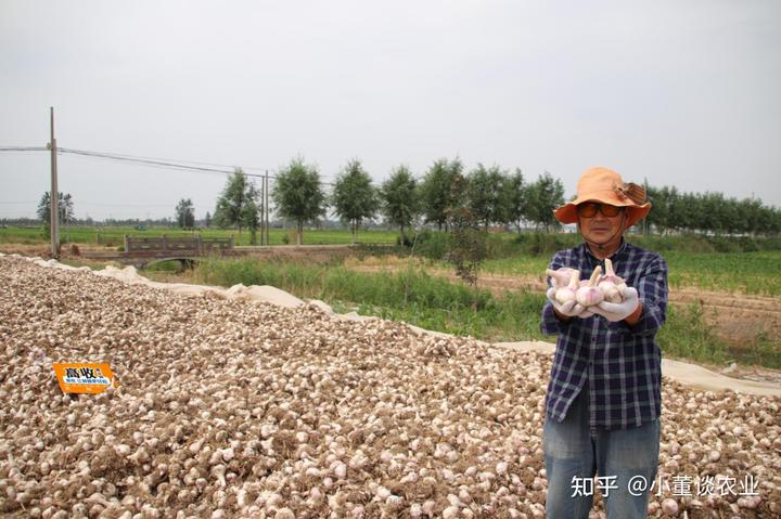 广西蒜苗种植_大蒜种植视频农广天地_广西大蒜种植技术视频播放