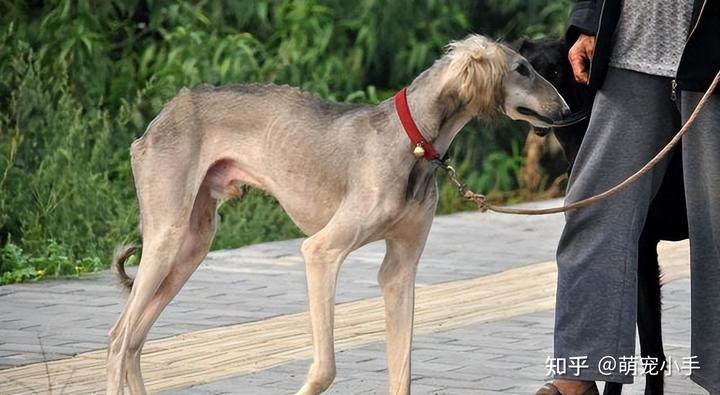 山东致富经_山东细犬 致富经_山东致富网